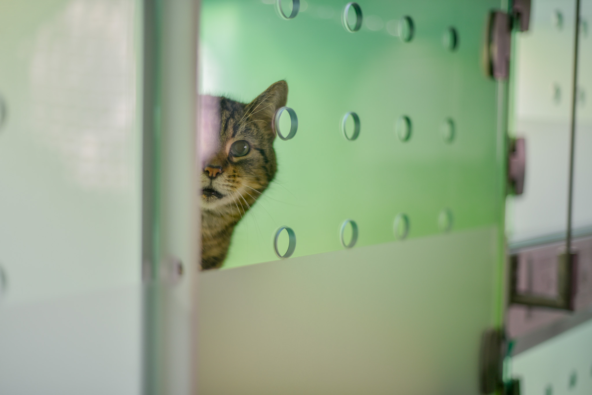 Vétérinaire Cat Friendly dans le 13