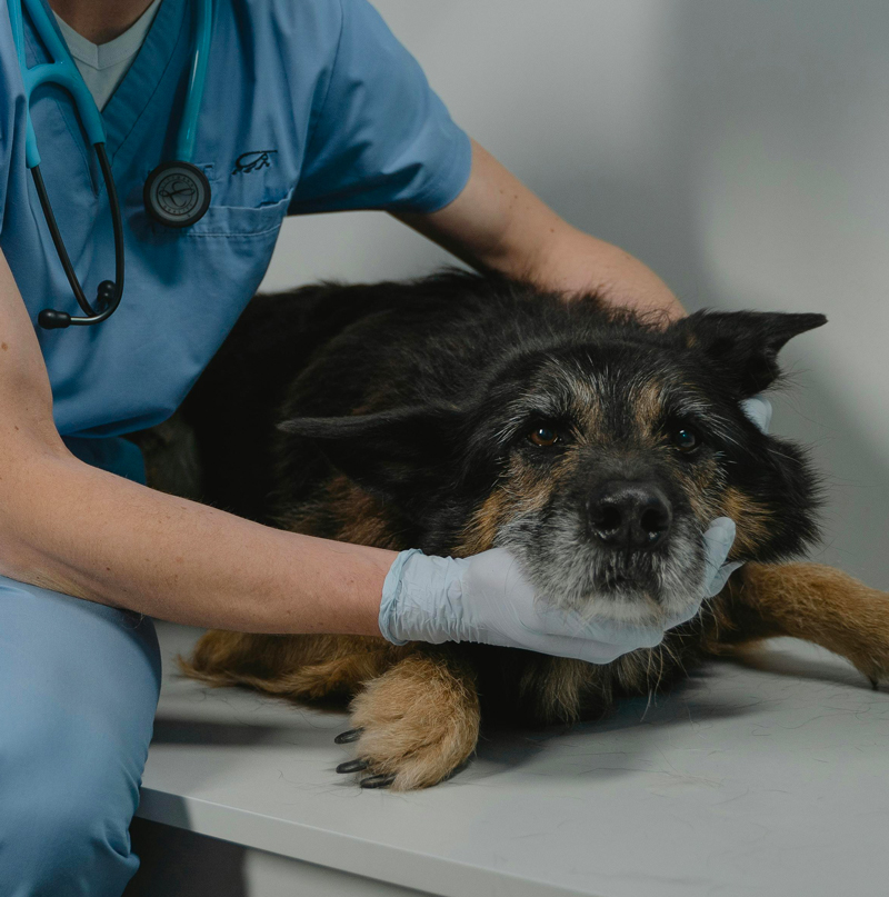 Gestion de la douleur par nos vétérinaires Gestion de la douleur par nos vétérinaires
