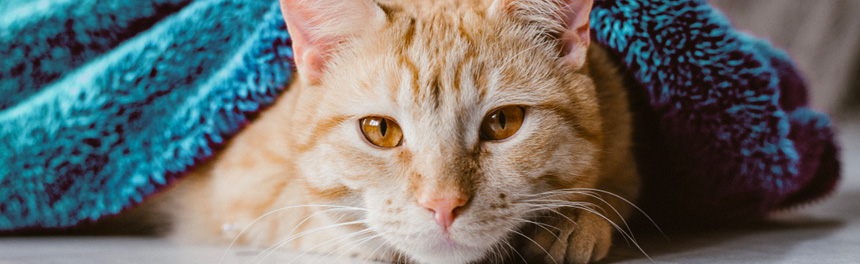 Vétérinaire Cat Friendly département Marseille