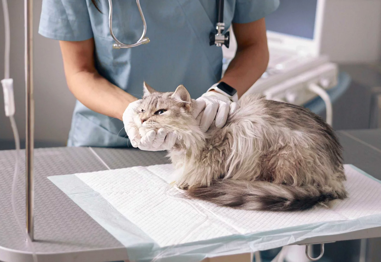Soins vétérinaires sans stress