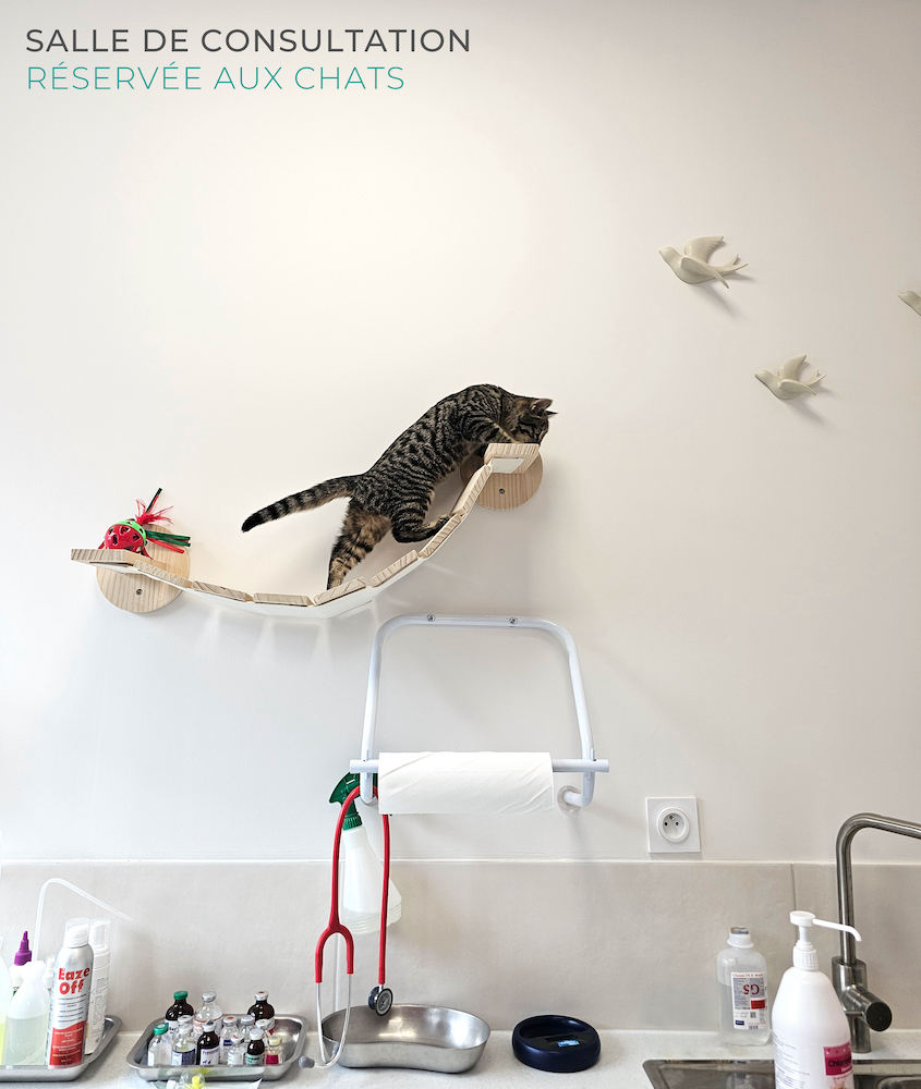 Consultation vétérinaire réservée au chat