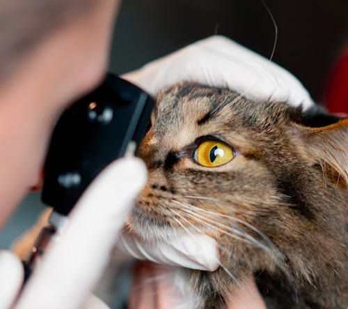 Ophtalmologie vétérinaire pour chien et chat à Marseille