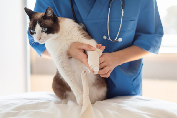 Orthopédie vétérinaire chat à Marseille