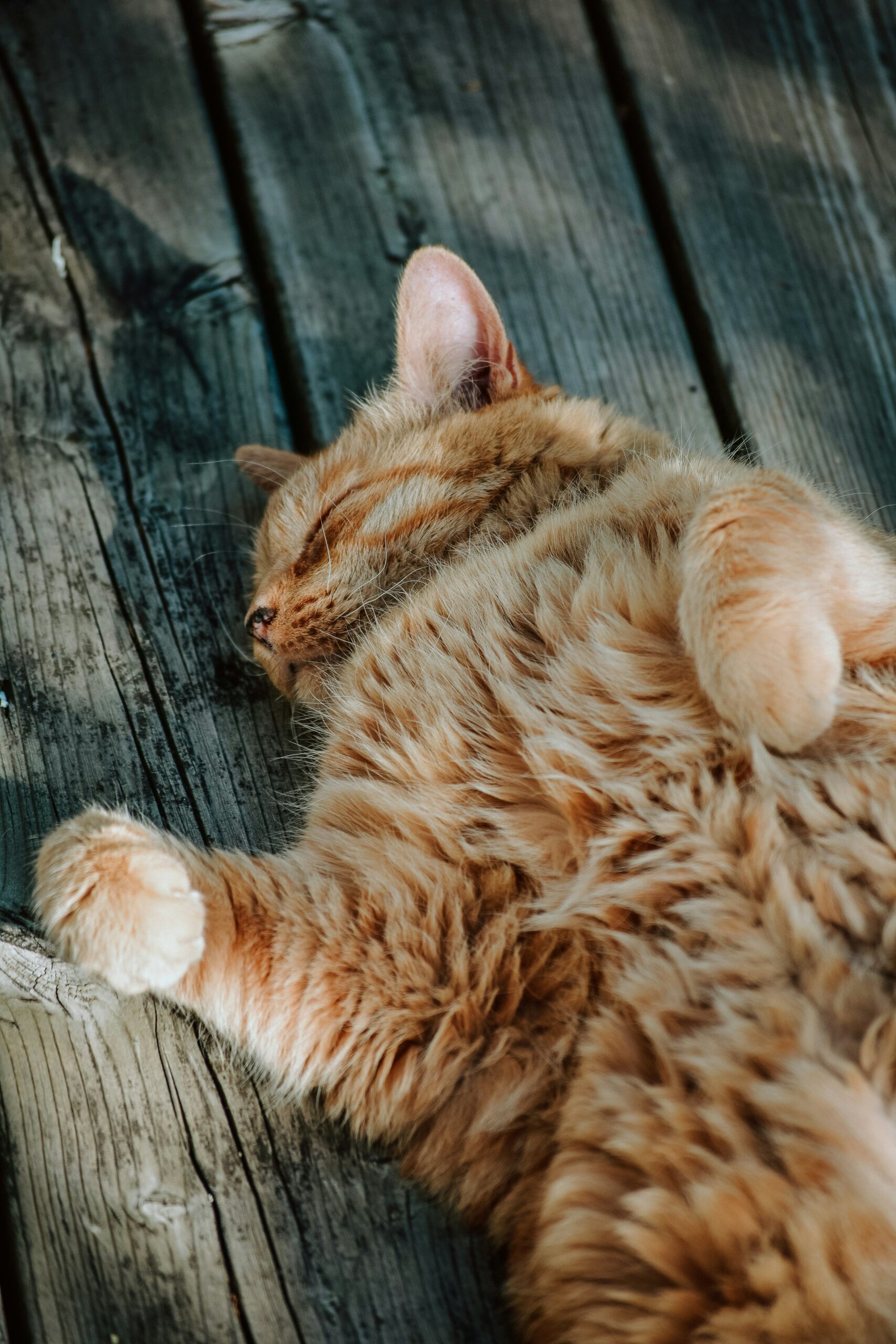 Traitement de la PIF du chat à Marseille