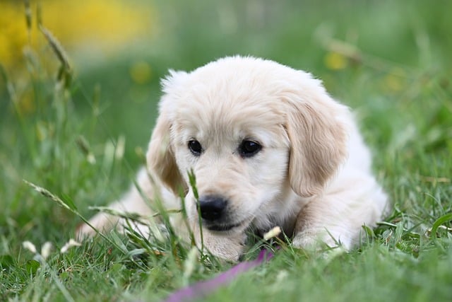 Vaccin chiot à Marseille