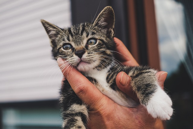 Vaccin chaton à Marseille